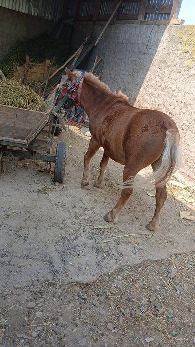 Ponei talie mică