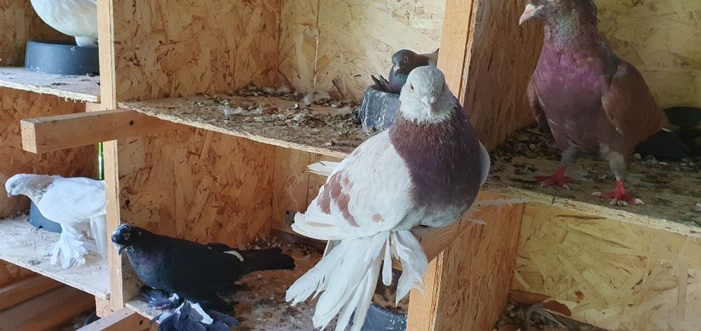 Голуби бойные разных мастей