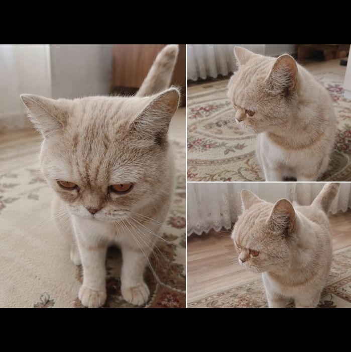Домашние животное