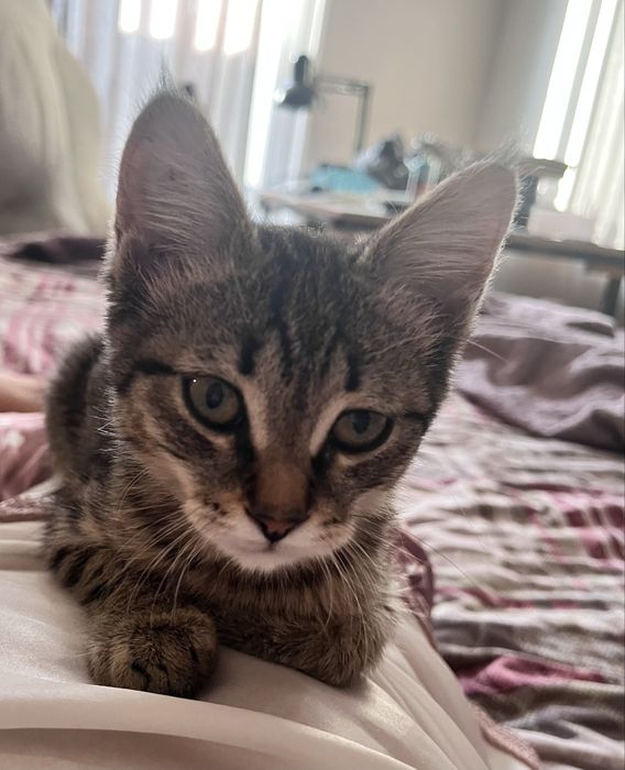 Котенок в добрые руки