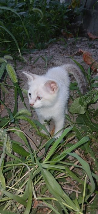 Продаются котята больше 1,5 месяца