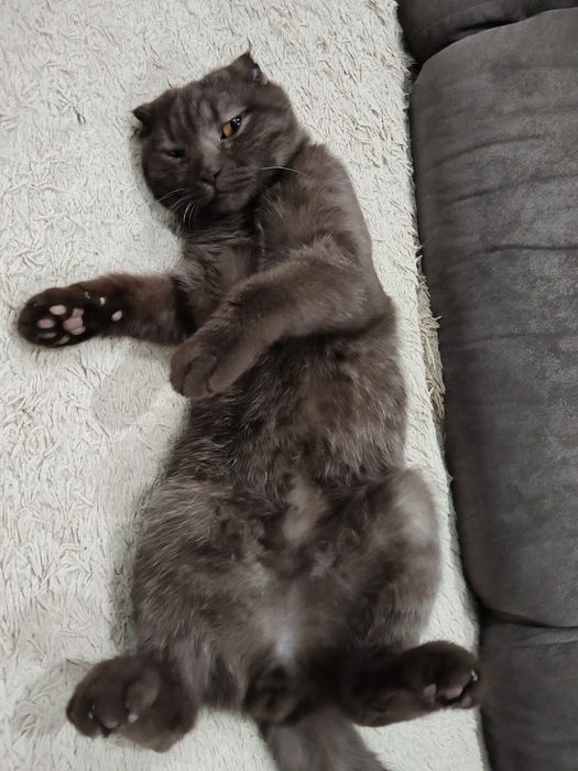 Шотландский веслоух