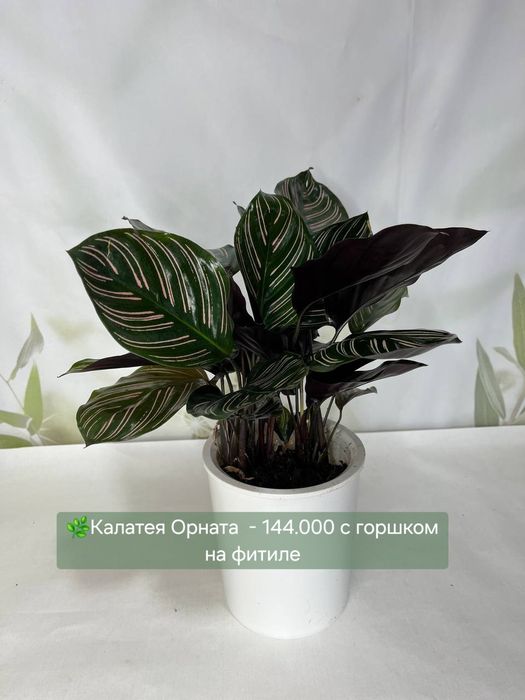 Папоротник, Антуриум, Женское счастье, Калатея и др