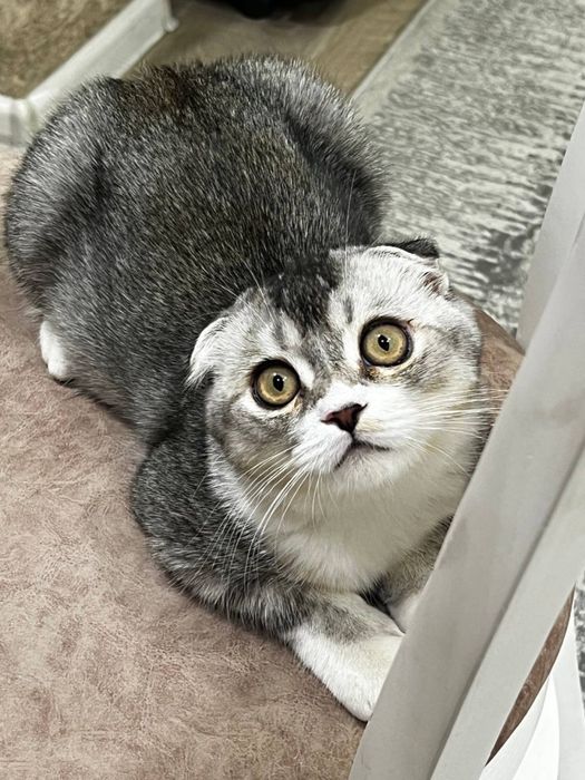 Кот Скоттиш фолд В ДОБРЫЕ РУКИ!