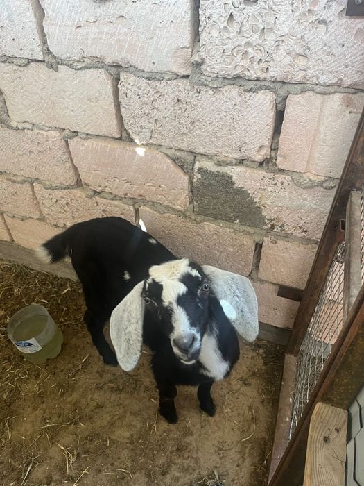 Коза нуни сауын ешки