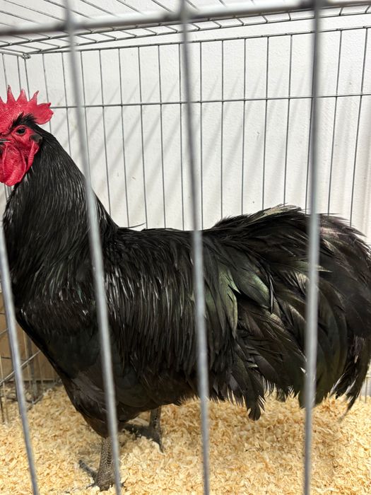 Cocoși Australorp