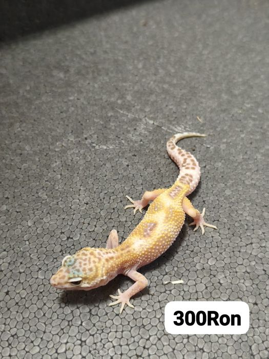 Soparla Gecko Leopard