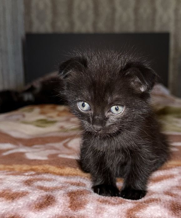 Отдам 4 котят в хорошие руки