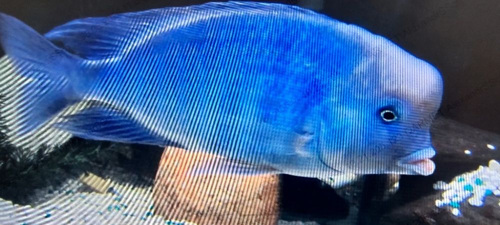Дельфин голубой ( цихлида Малави)