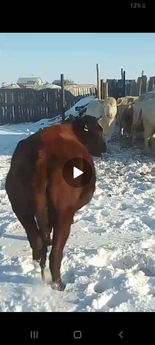 Продам КРС оптом