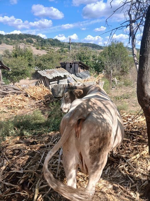 Vaca de  vanzare