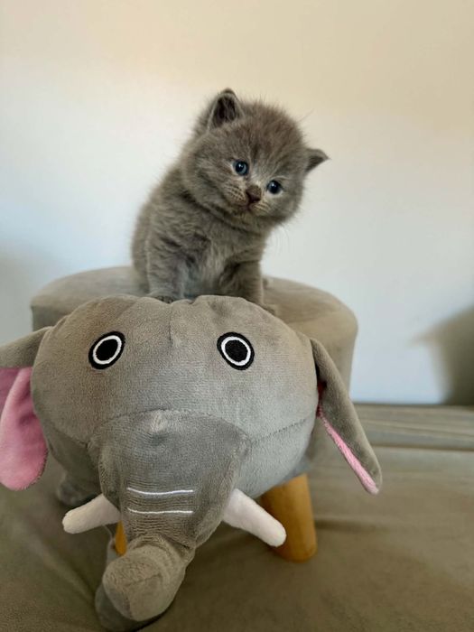 British shorthair blue