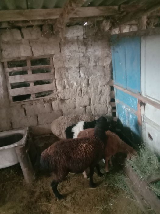 Тұсақ буаз Тоқтылар