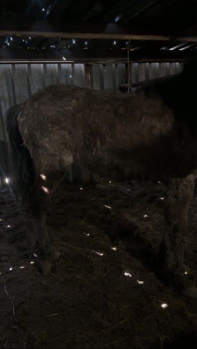 1.8 летка на  откорме