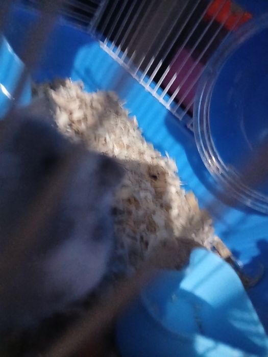 Хомяки с клеткой