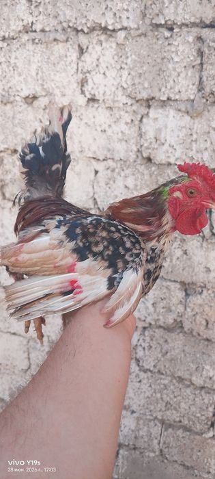 Yapon horozlari sotiladi