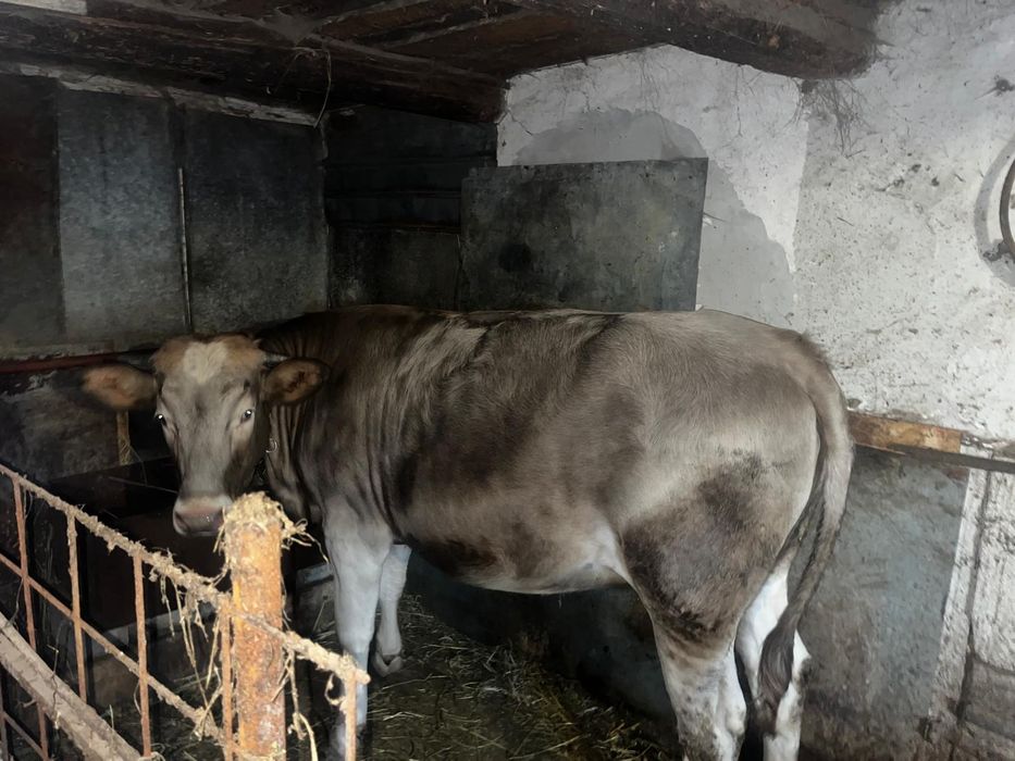 Vând junca gestanta în 3 luni