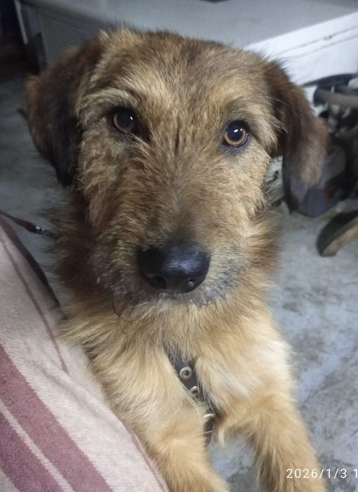 Пристраивается в хорошие руки