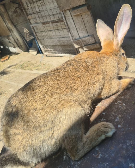 Vind doua femele urias german