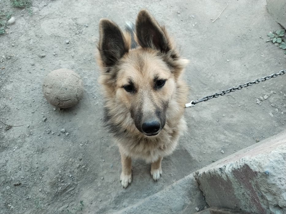 Собака женского пола