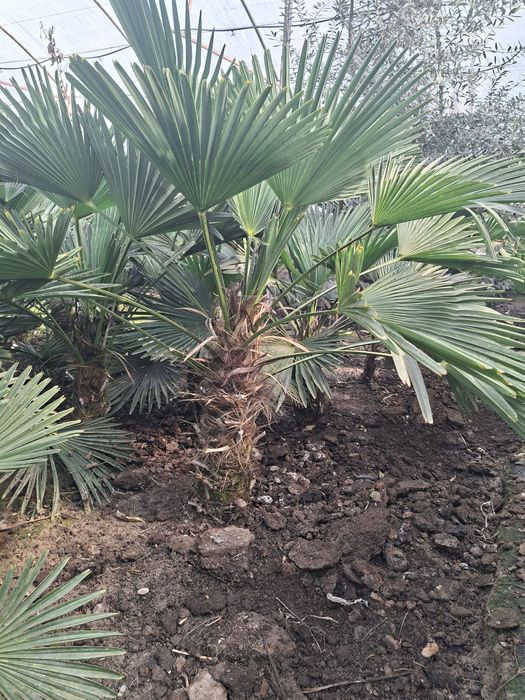 Палма гули Вагнера