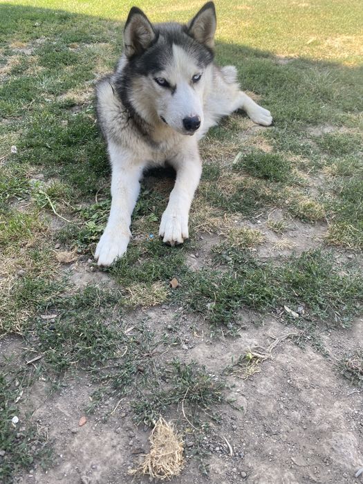 Donez husky de un an de zile
