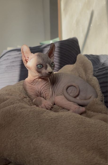 Сфинкс эльф котенок