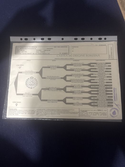 Vand pui ciobanesc german linie de lucru  6 luni