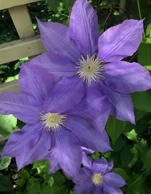 Клематис Руж кардинал и Лазурштерн