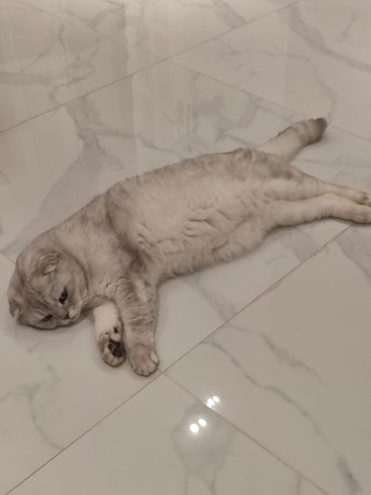 Срочно продам кота