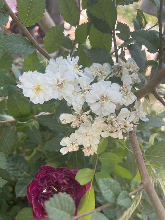 Продам розы в горшках