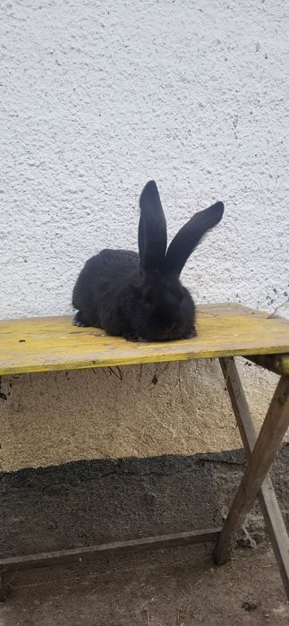 Vand Iepuri Uriași German