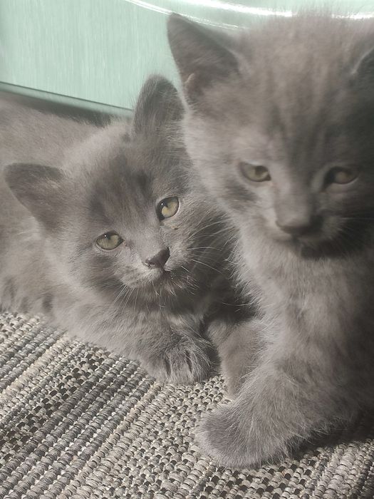 Котята  в  добрые руки отдам.