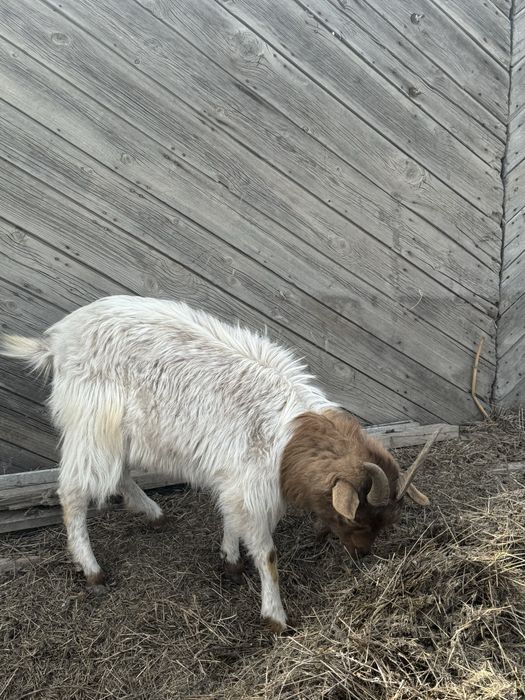 Коза ешки продам