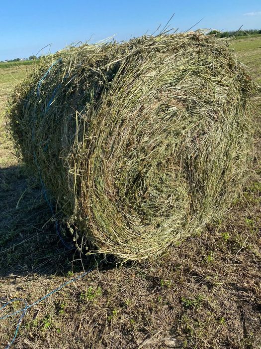 Baloti fan sau lucerna Livrare doar la TIR Rotunzi 1,2x1,2 m min 40 sau dreptunghiulari min 500.Transport inclus RO UE . Nu livram la bucata.