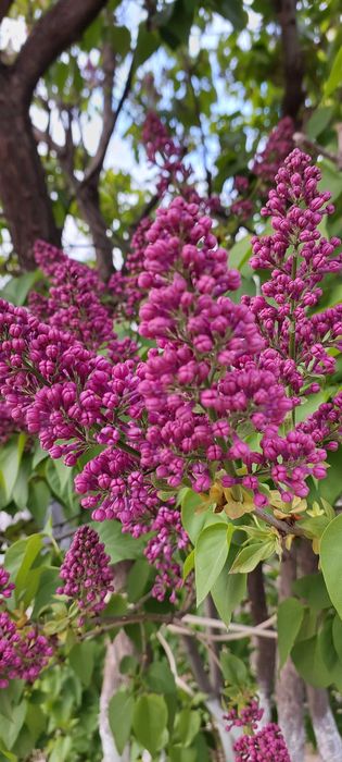 Сирень под срез город Актау