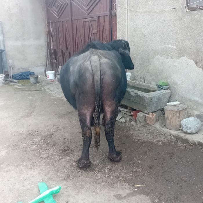Bivoliță gestanta  de vanzare
