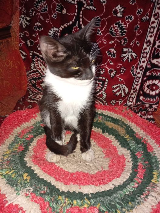 Котята в добрые руки.