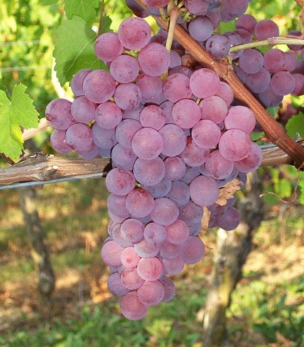 Vita de vie altoita nobila roze 4 soiuri