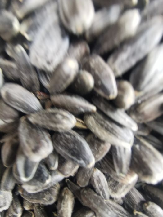 Floarea soarelui 2024