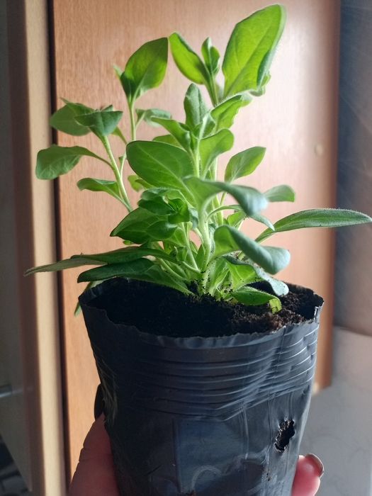 Петуния ампельная