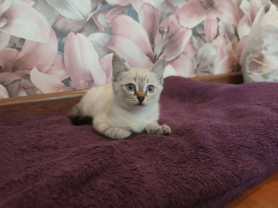 Дарим симпатичного котенка