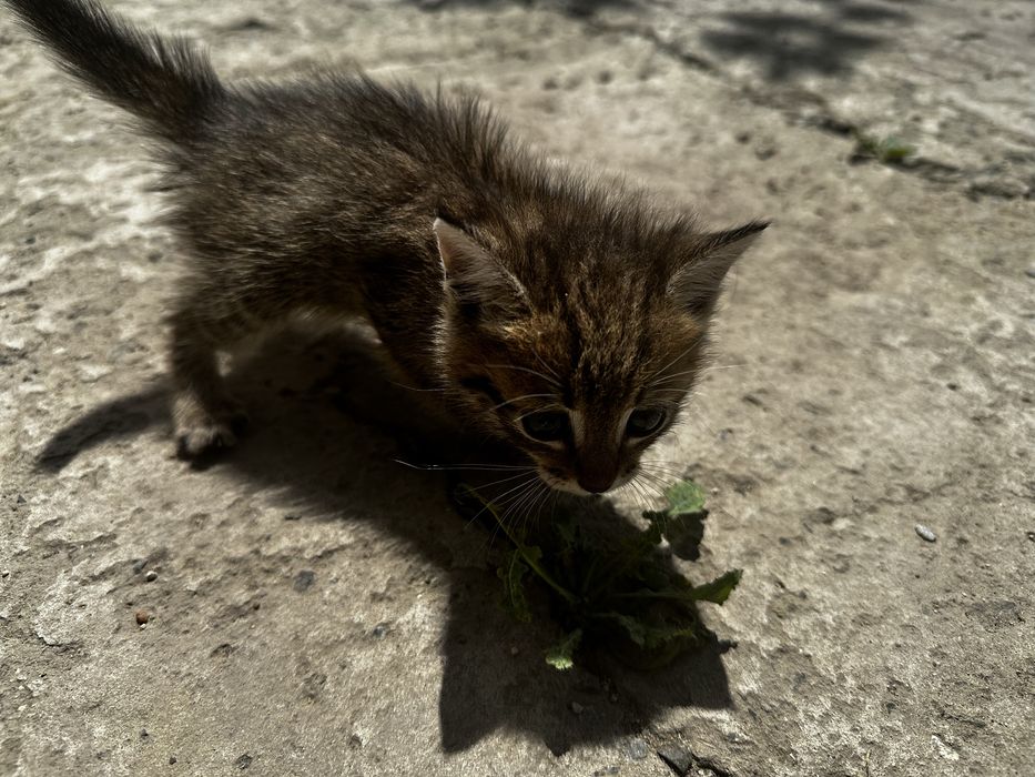 Маленький котенок мальчик