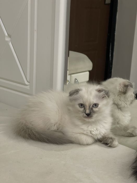 Котята скоттиш фолд