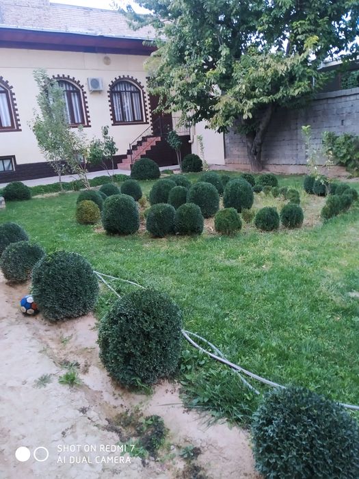 Кочатлар сотилади, Шамшод ва Бресклет лар