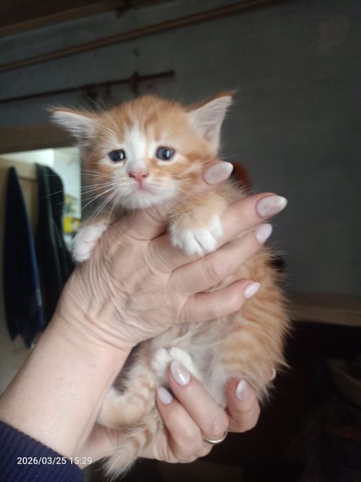 Отдам в добрые ручки.