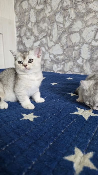 серебристая шиншила