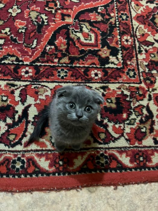 Продам котенка серый вислоухий породистый