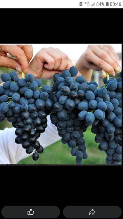 Butași de vita de vie de anul 3