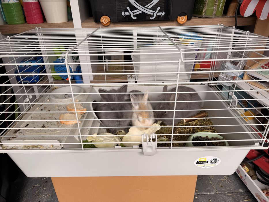 Iepuri de vanzare + cusca